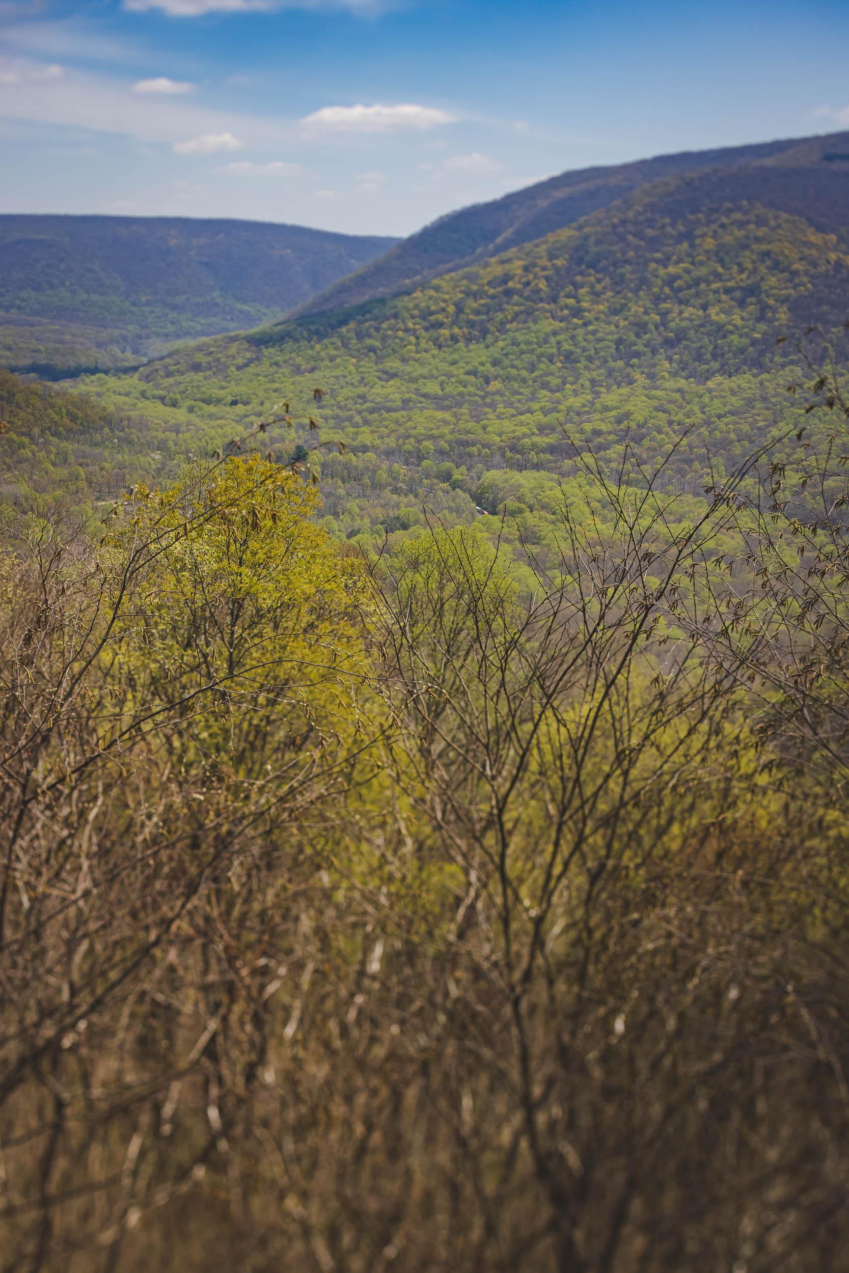 A photo of a rock-lined creek winding through woods