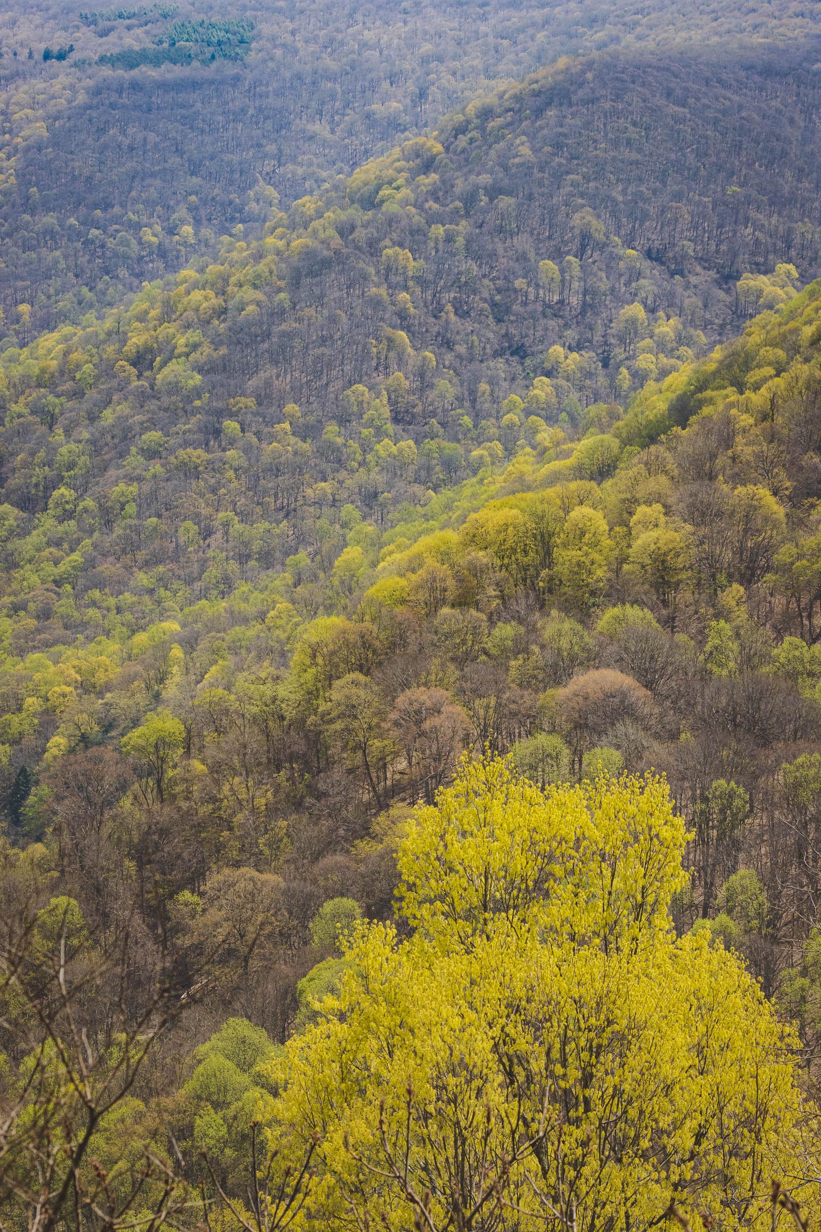 A photo of a rock-lined creek winding through woods