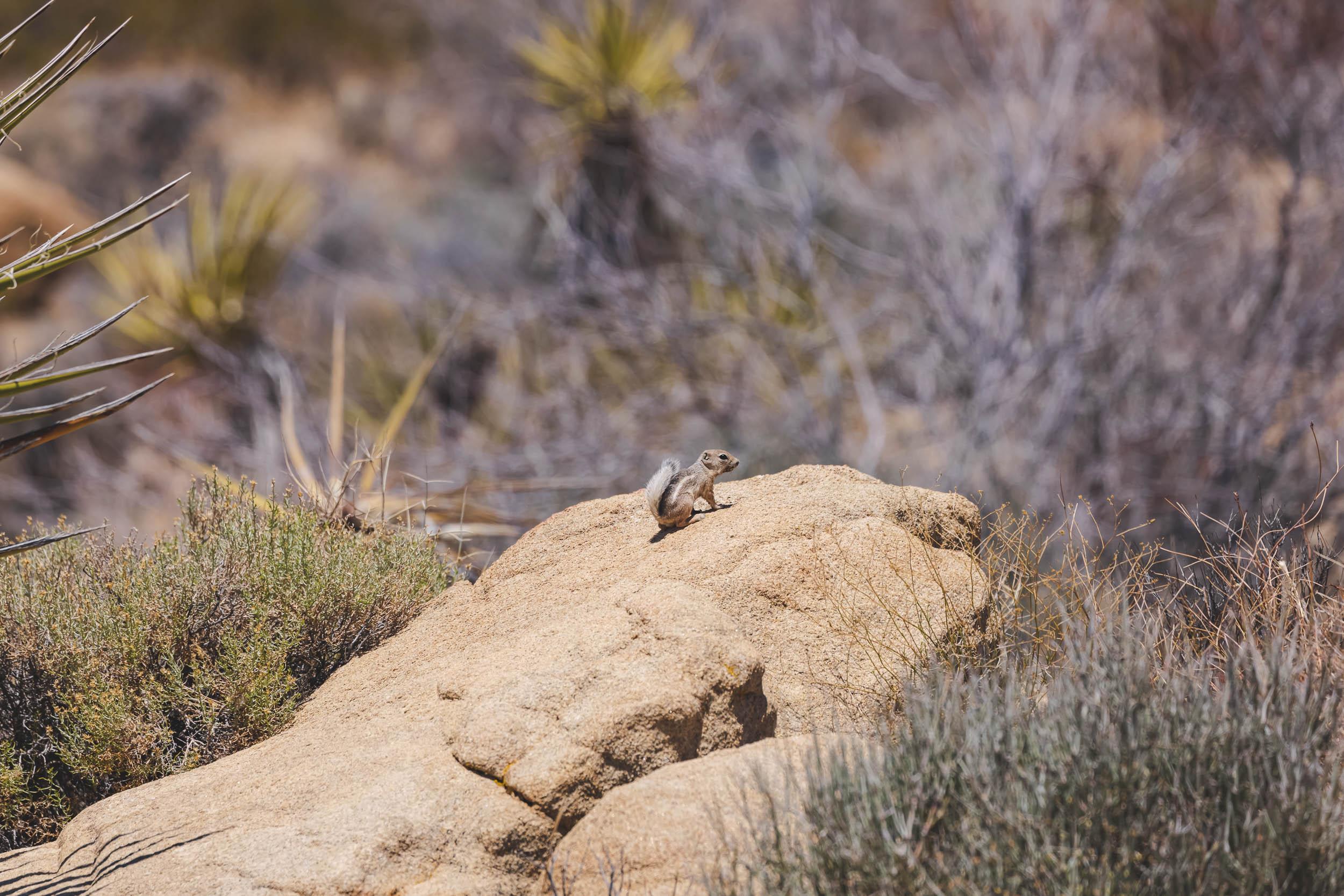 A tiny rodent making its way through the world
