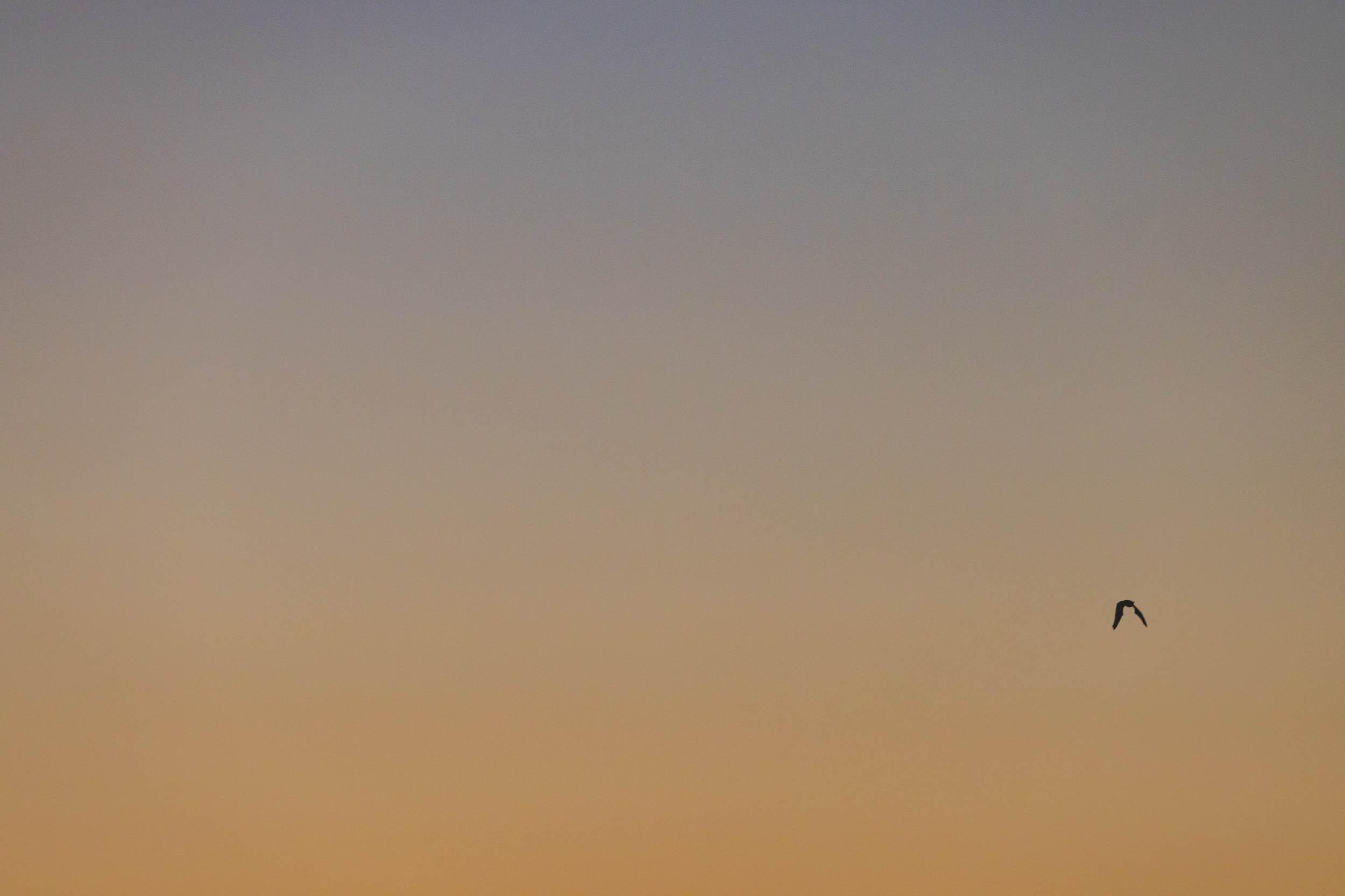 A bat flies through the skies above Ryan Mountain