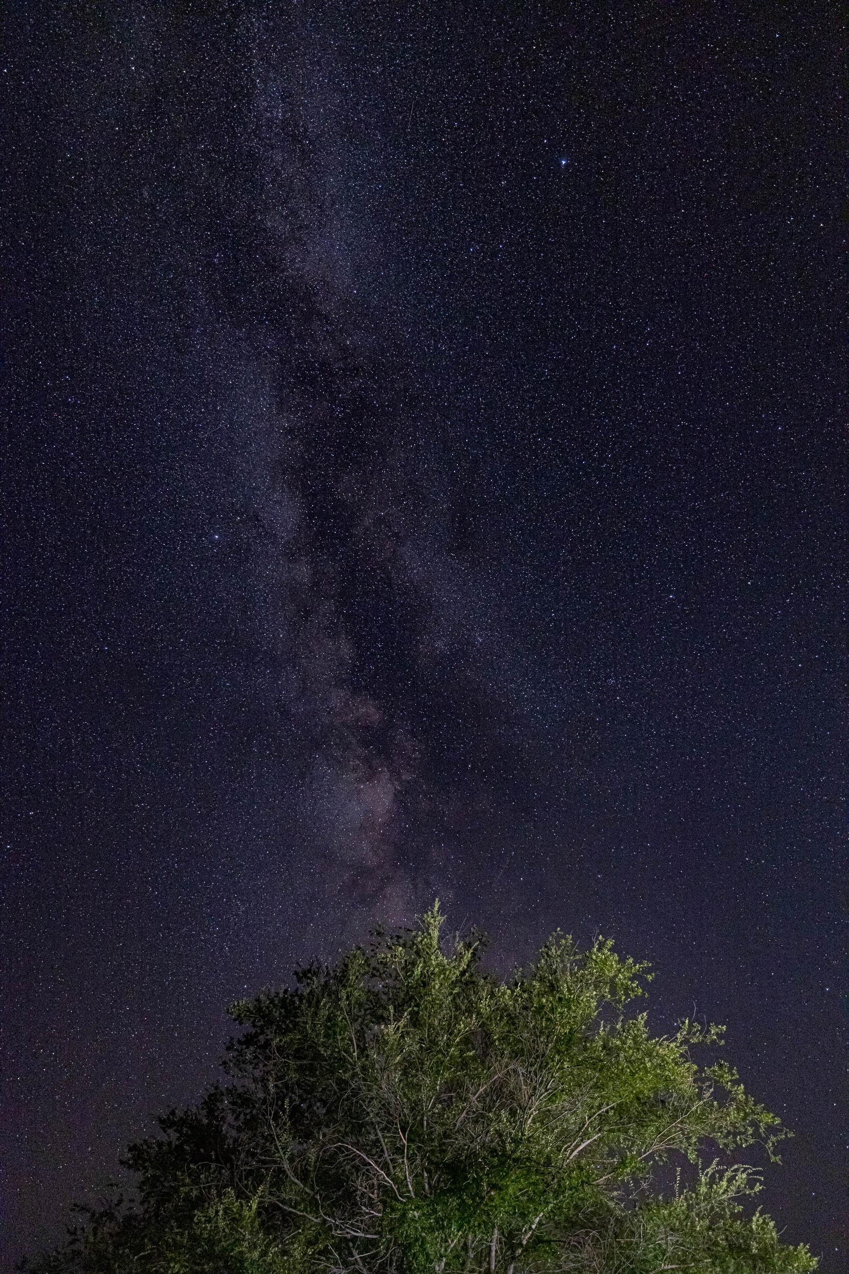 The Milky Way above a well-lit tree