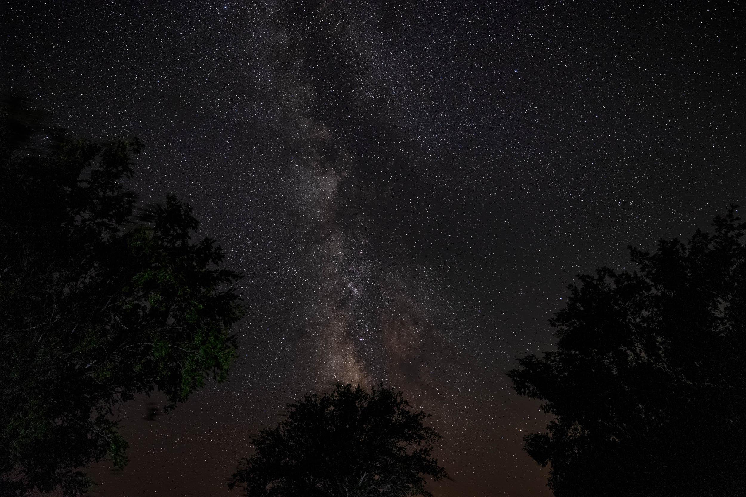 The Milky Way above some trees