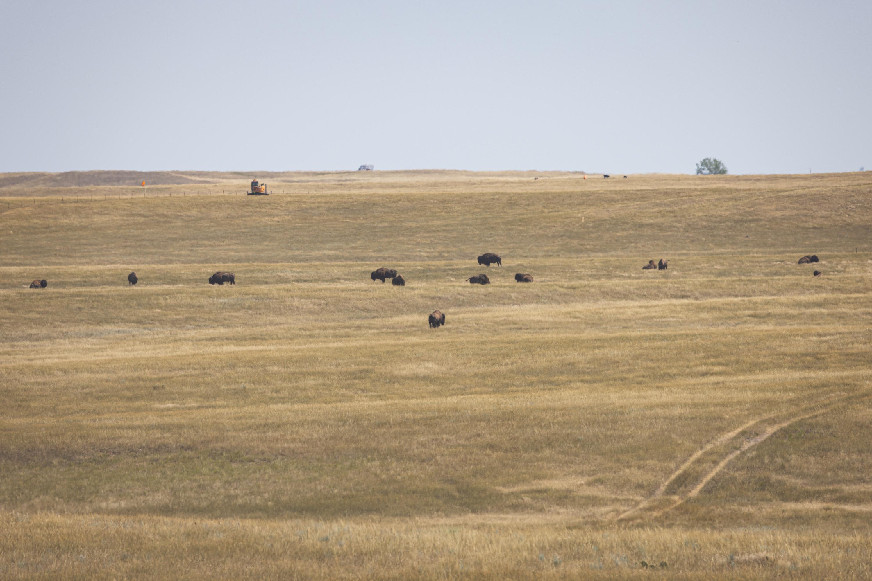 About a dozen buffalo graze on low grasses on the next hillside over from the viewer