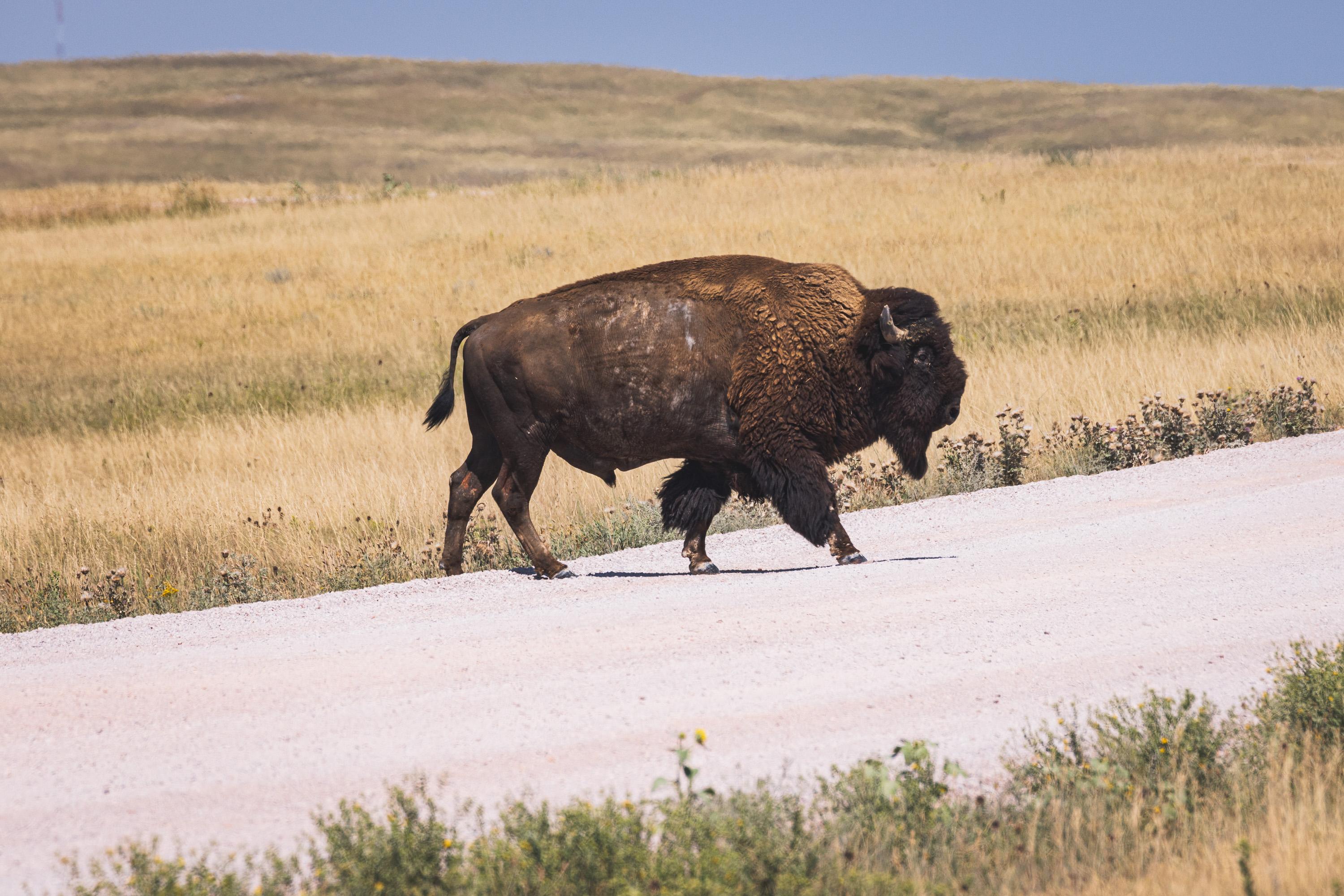 A buffalo steps onto the gravel road it's about to cross. I can't tell you exactly why the buffalo crossed the road, unfortunately.