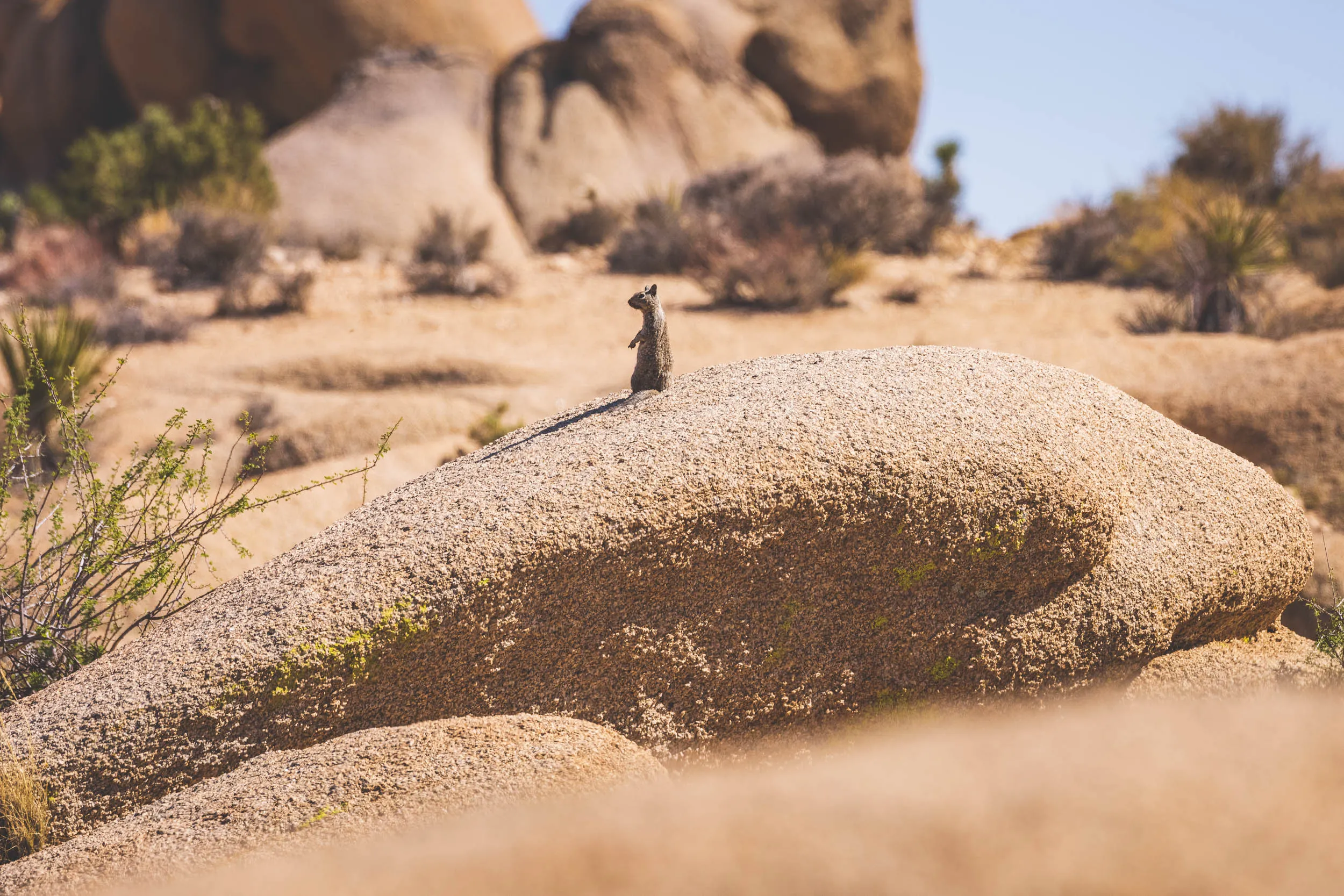 A ground squirrel watches the coyote