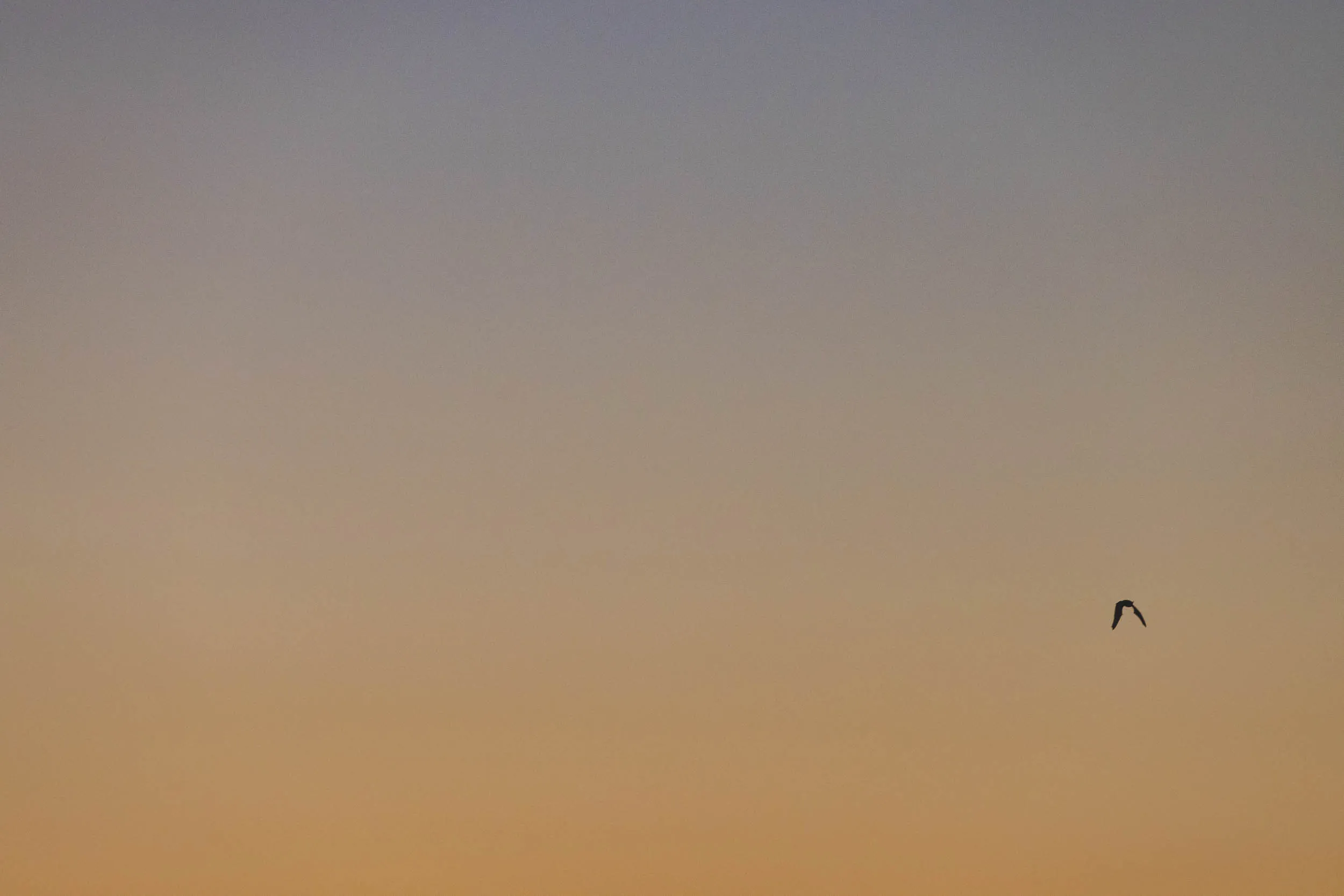 A bat flies through the skies above Ryan Mountain