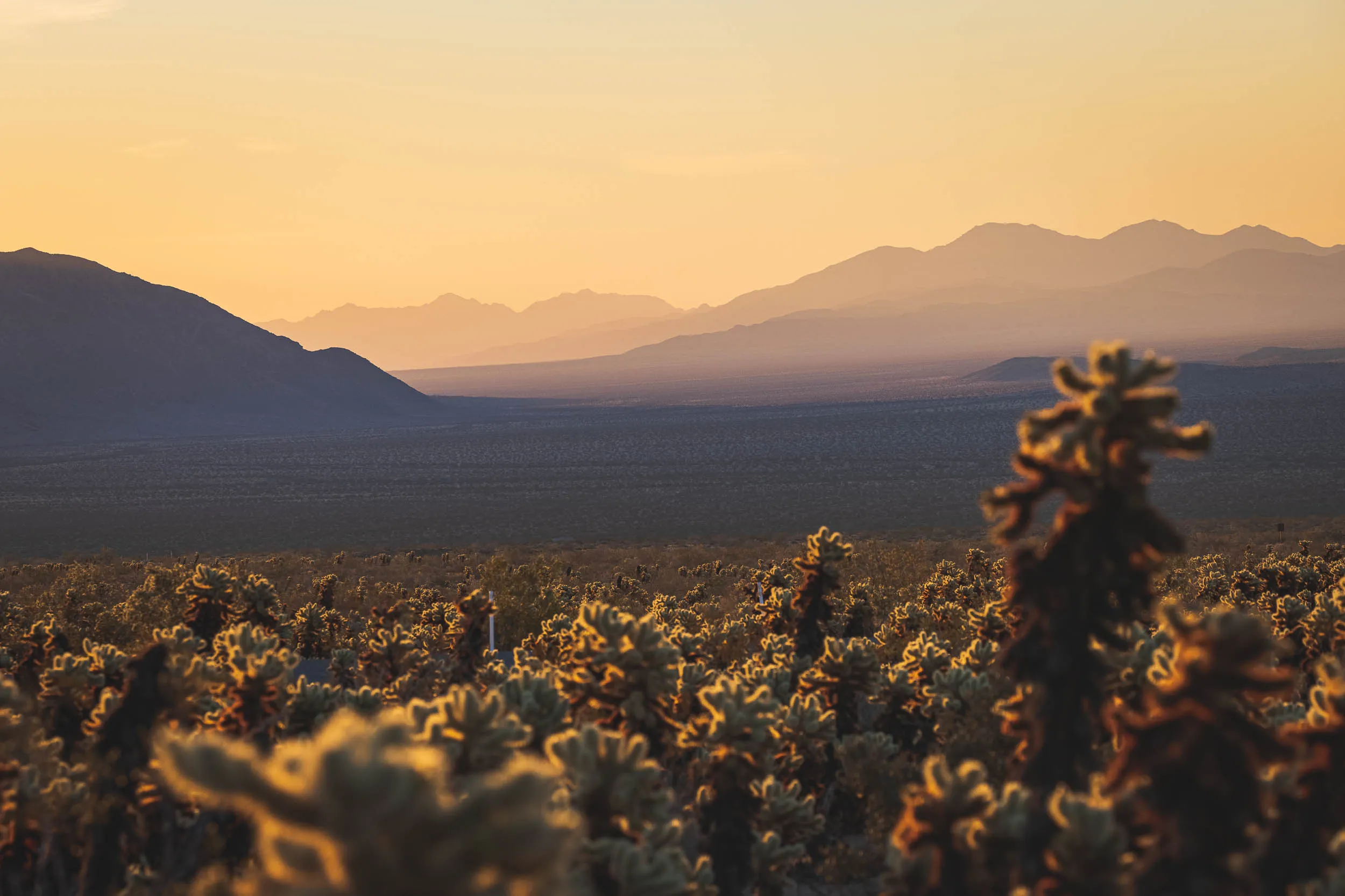 Sunrise at the Cholla Cactus Garden