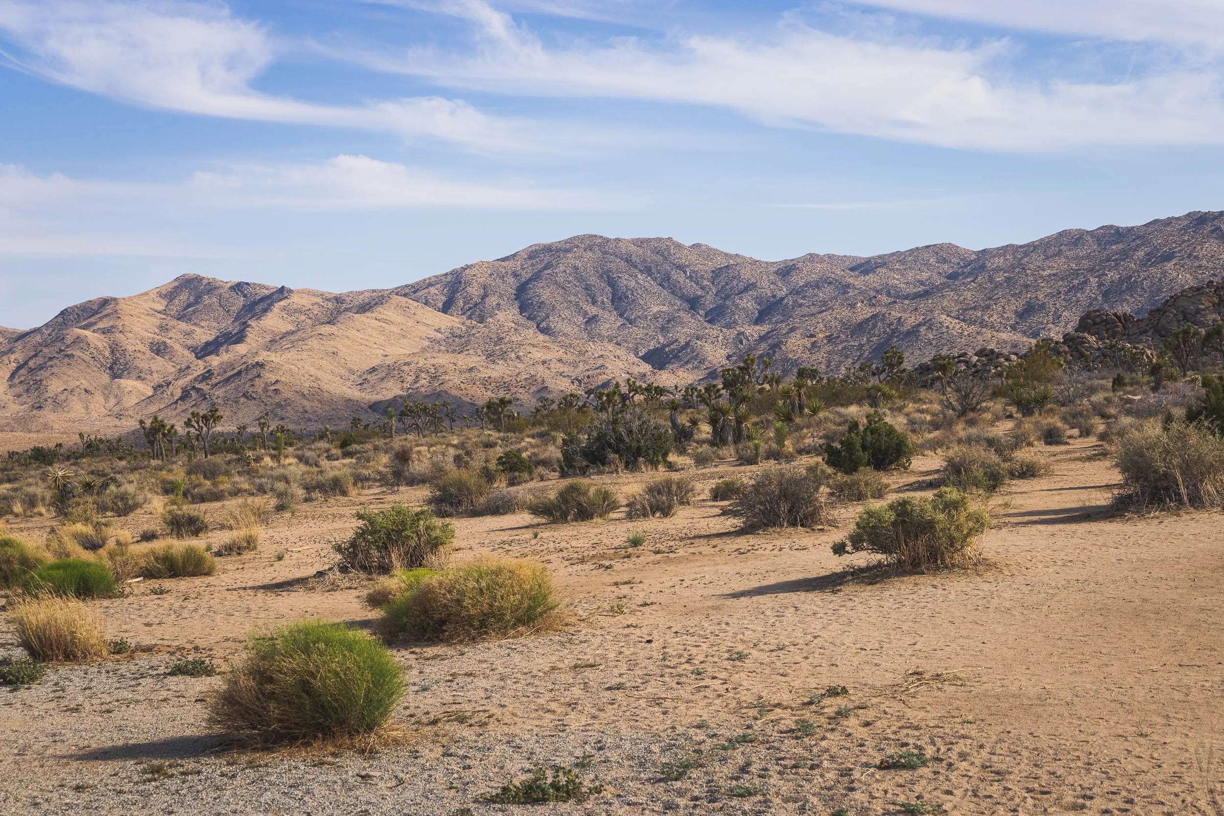 Small plants scattered around a desert landscape