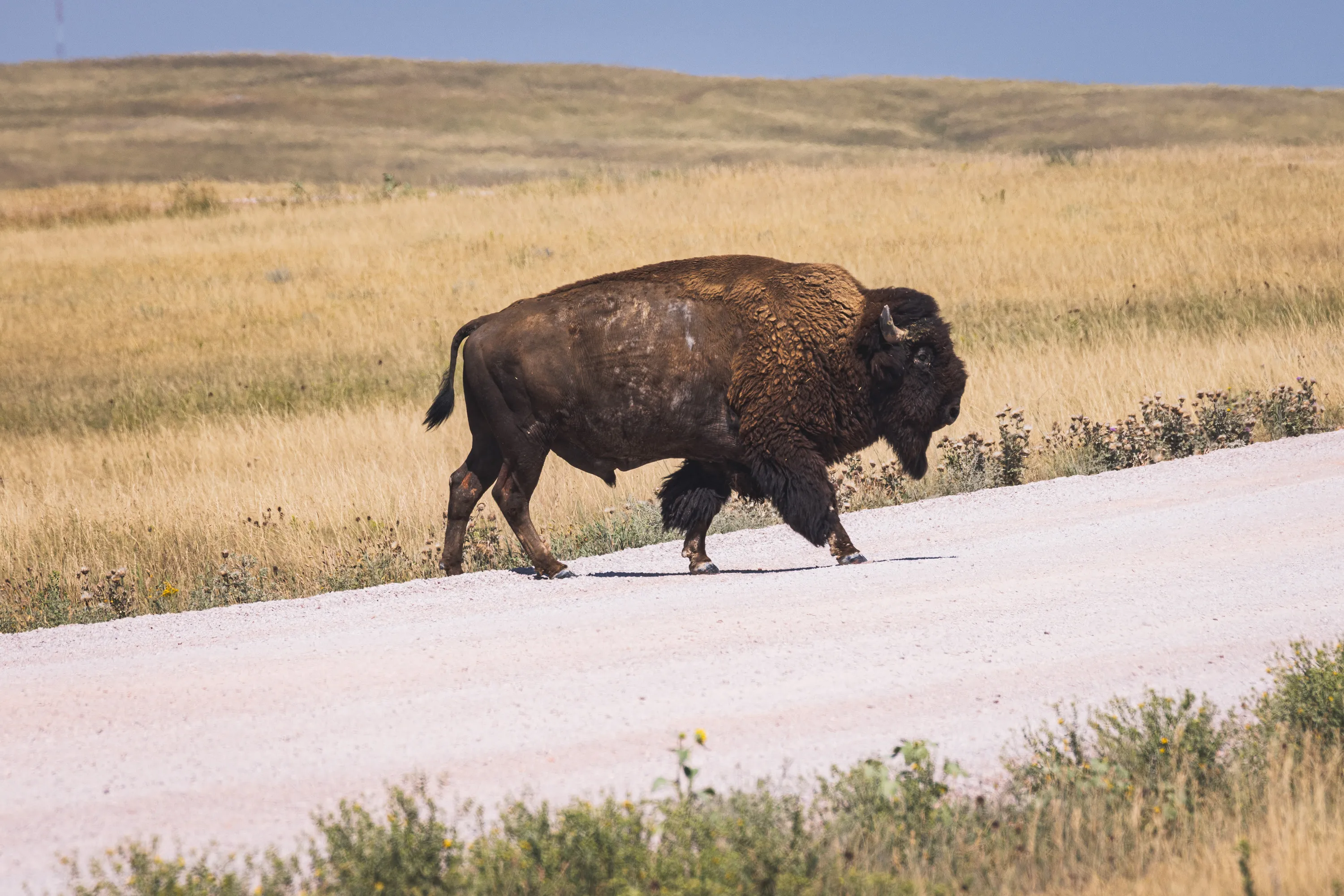 A buffalo steps onto the gravel road it's about to cross. I can't tell you exactly why the buffalo crossed the road, unfortunately.