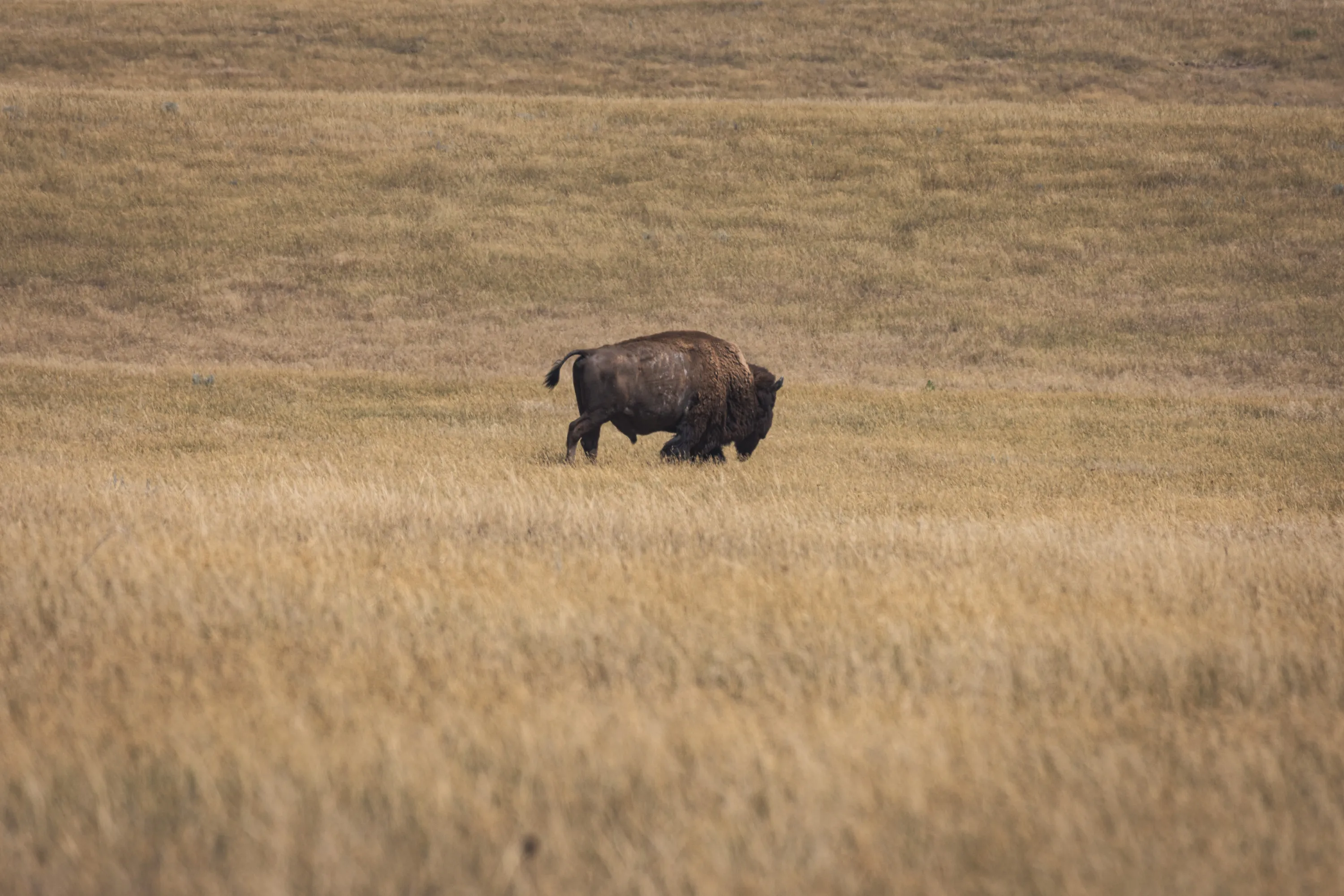 The buffalo from the previous photos wanders off into the grassland, toward the small herd of buffalo pictured earlier, which are not shown, but just off camera